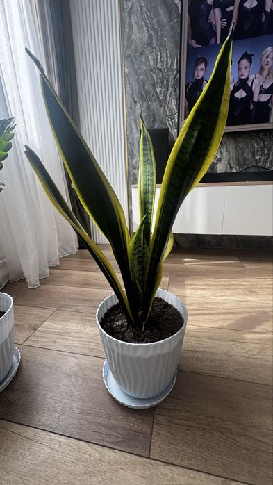 Продам сансевиерию, щучий хвост