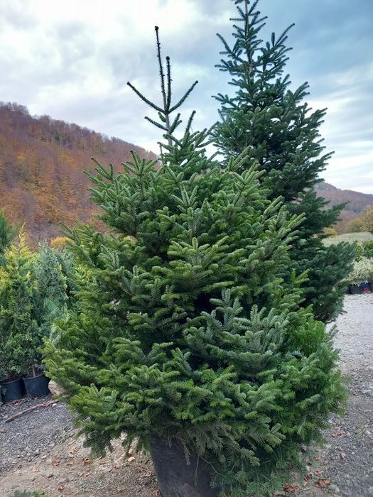 Plante ornamentale brazi normandieni arginti mesteacăn tei platani fra