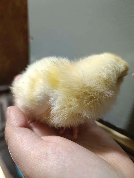 Цыплята Ломан-Браун