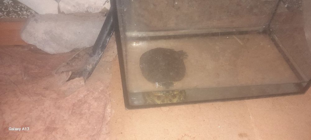 Черепаха продам домашняя