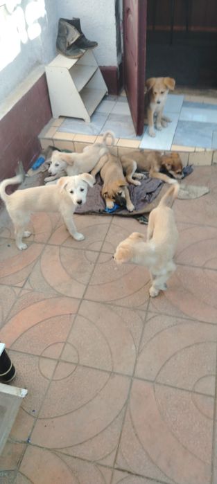 Щенки акита помесь