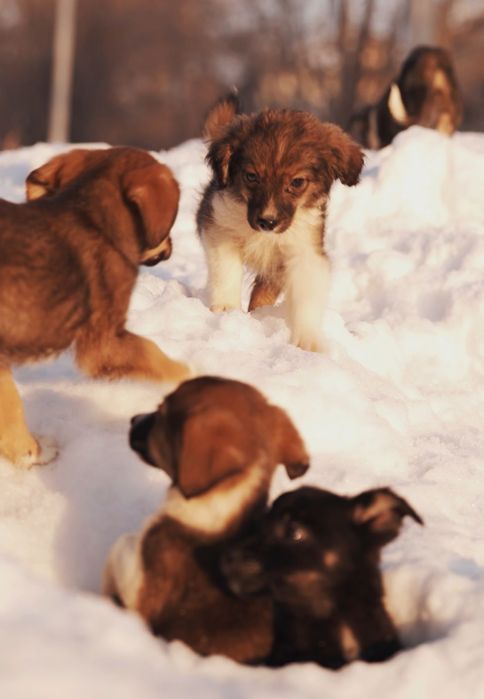 Отдам щенков бесплатно