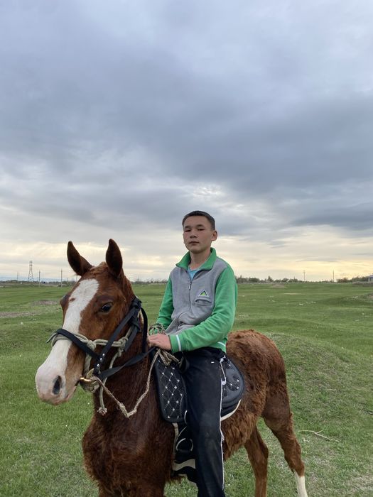 Тай сатылады аз маз саудасы бар.