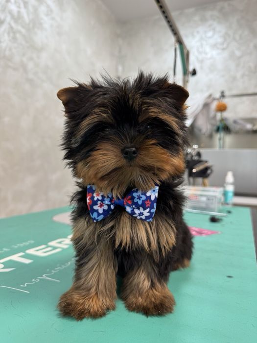 ЛУДИЯТ МАКС  Груминг салон за домашни любимци