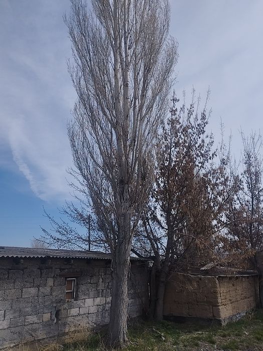 Отдам бесплатно деревья