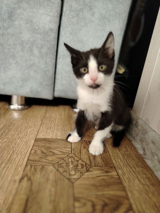 котёнок маленький