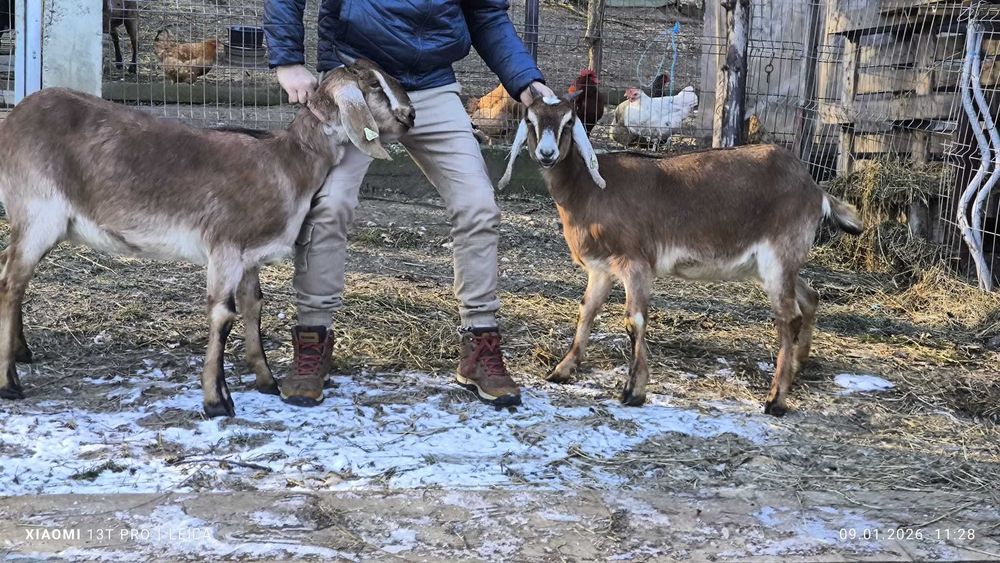 Capre anglonubian cu certificat (pedigree)