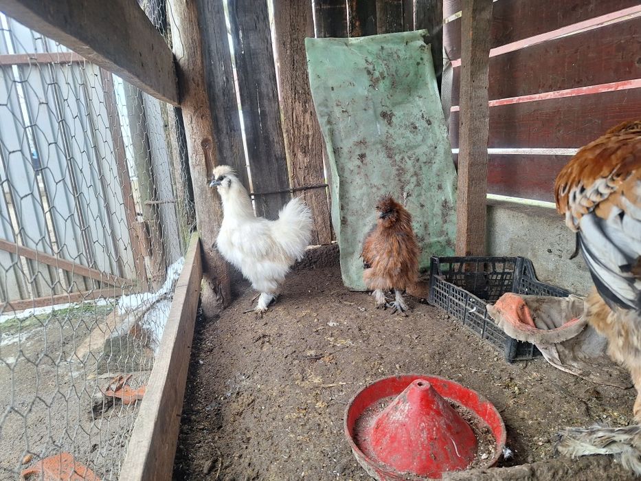 Cocoși mătase japoneză