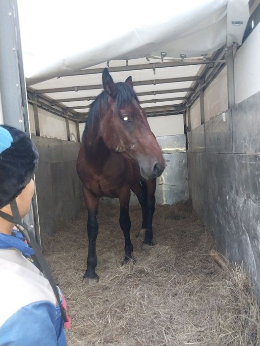 Грузоперевозки КРС Мал тасымалдау