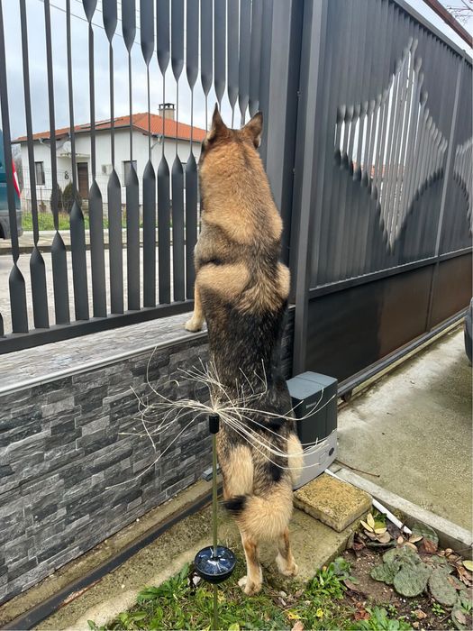 Чехословашки вълчак