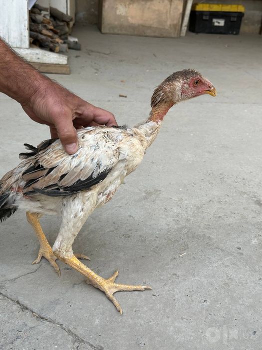 2 ta Zotdor kulangi tovuqchalar sotiladi