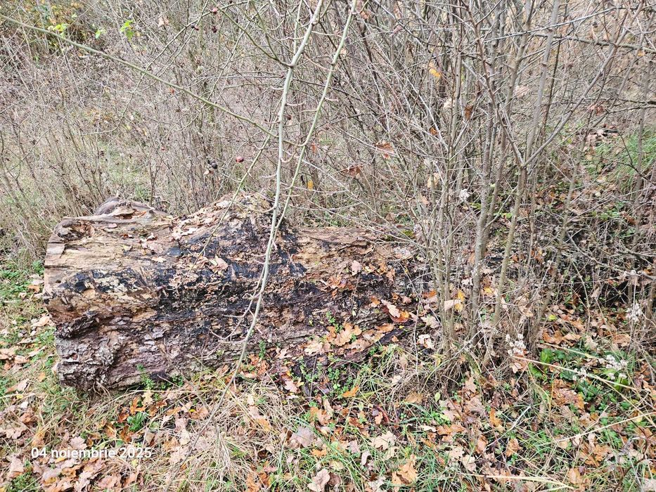 Tulpina de nuc bătrân de vânzare. Sat Pietroșani, județul Argeș.