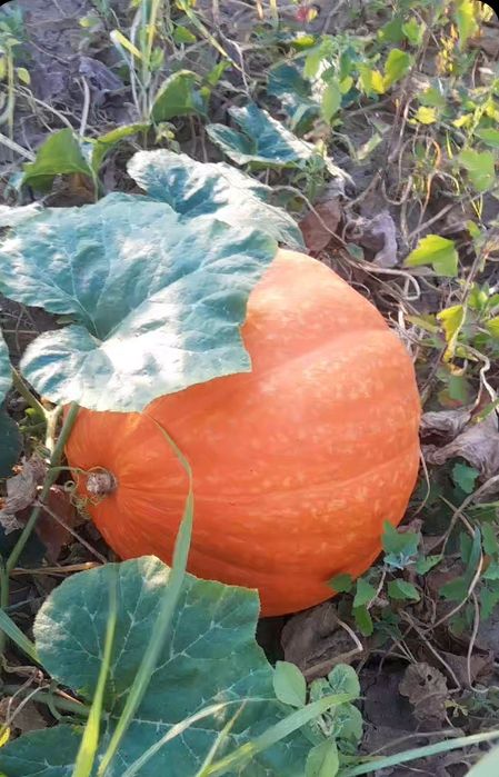 Vand dovleci placintari si Halloween