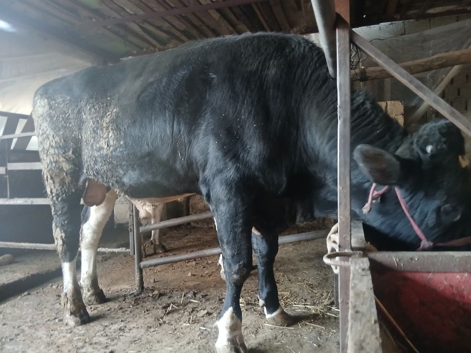 Buqa sotiladi 40 milyon