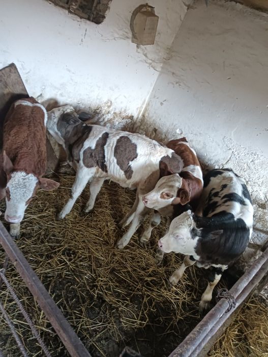 Viței de vânzare