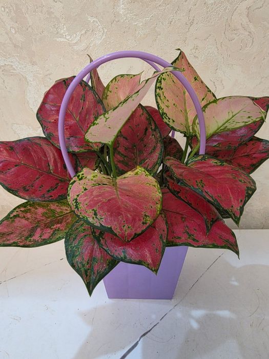 Цветы домашние аглонемы