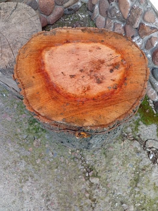 Ўрик дарахтдан гўшт майдалаш усун кундалар сотилади