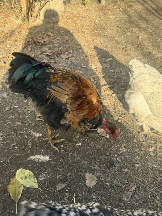 Продаю петухов молодняк