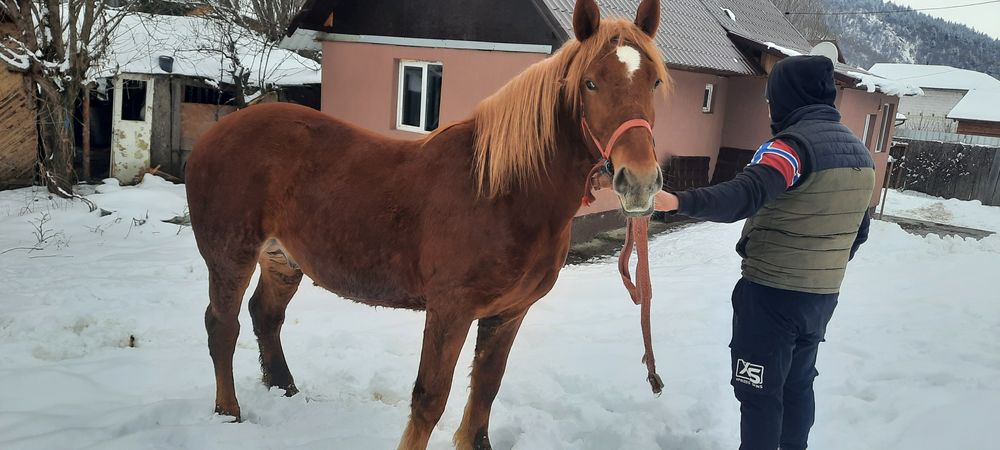 Vând Mânz de 2 ani cu pașaport