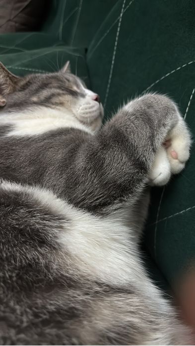 Отдаем кота в добрые руки.