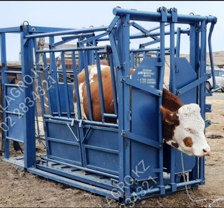 Фиксатор (раскол) жылқыға, ірі қара малға