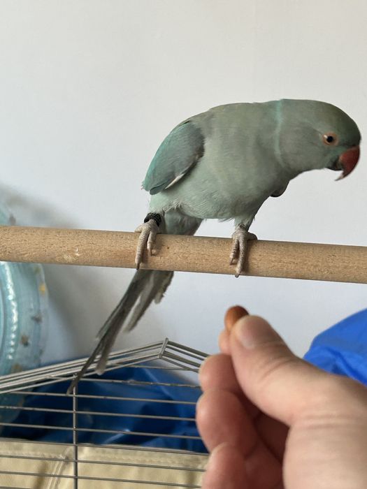 papagal micul alexandru