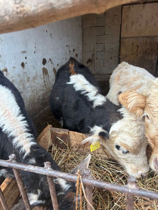 Продам Бычков Алатауских