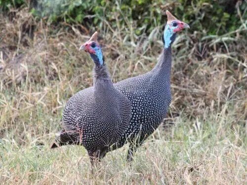 Инкубационное яйцо броллерной цисарки