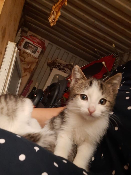 Отдам даром котят