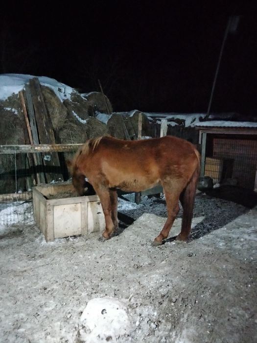 Продам или обменяю кобылу