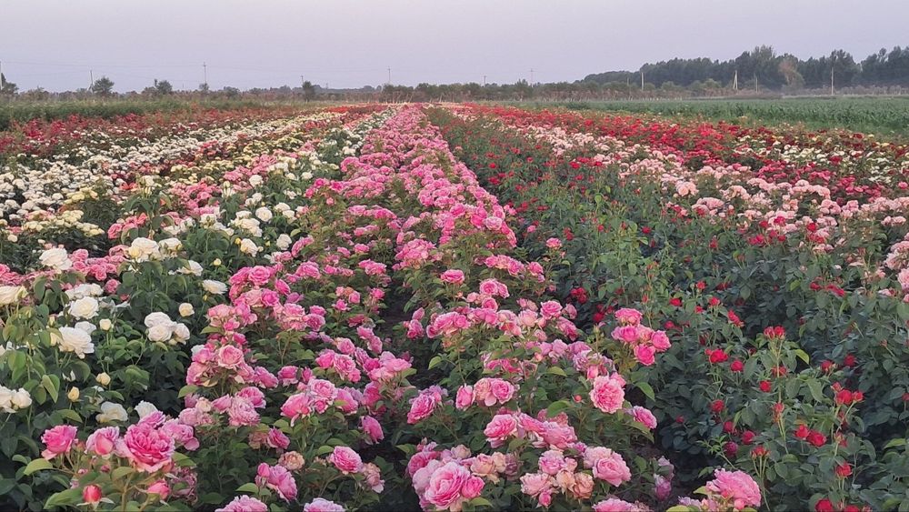 Optom atirgul kochatlari