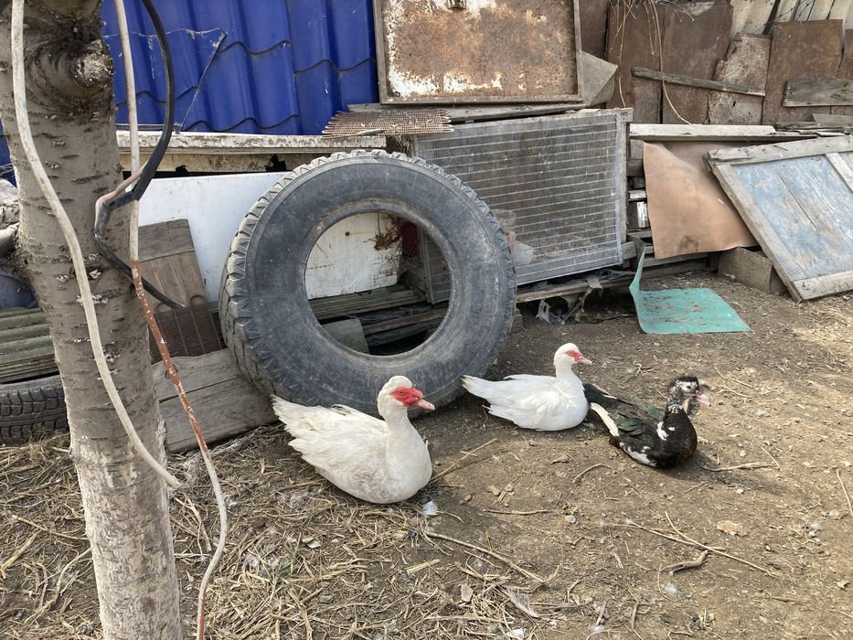 Утки Индаутка кряквы