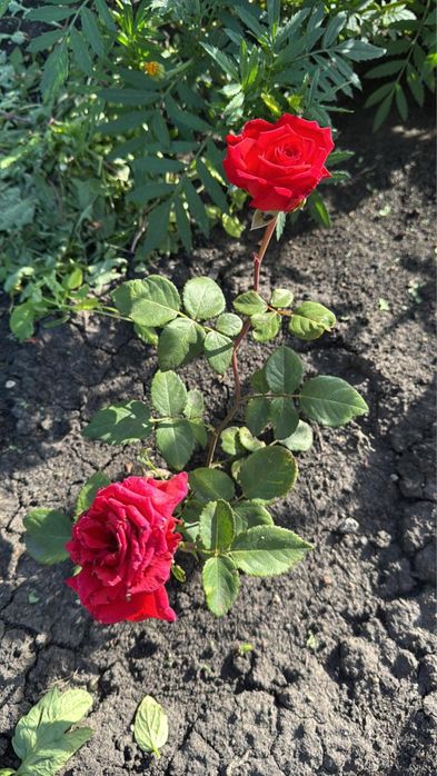 Продам дачу д/о Каштан