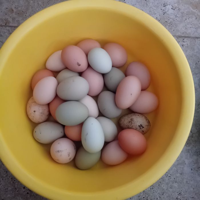 Vând oua gasca alba și gaina