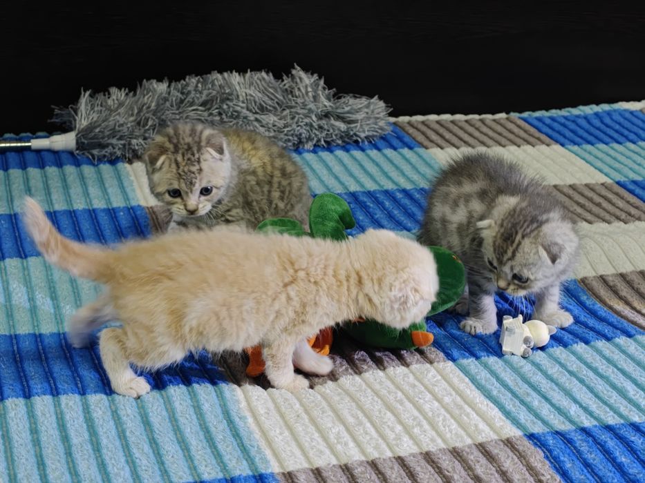 Пушистые комочки счастья