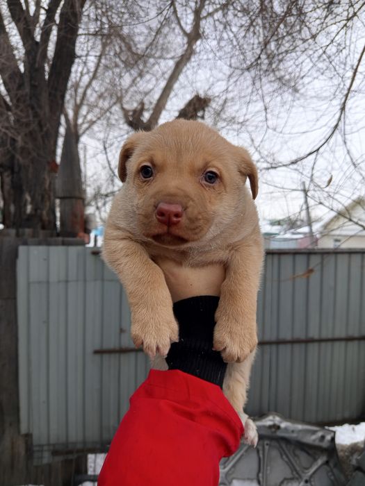 Щенок-кобель в добрые руки.