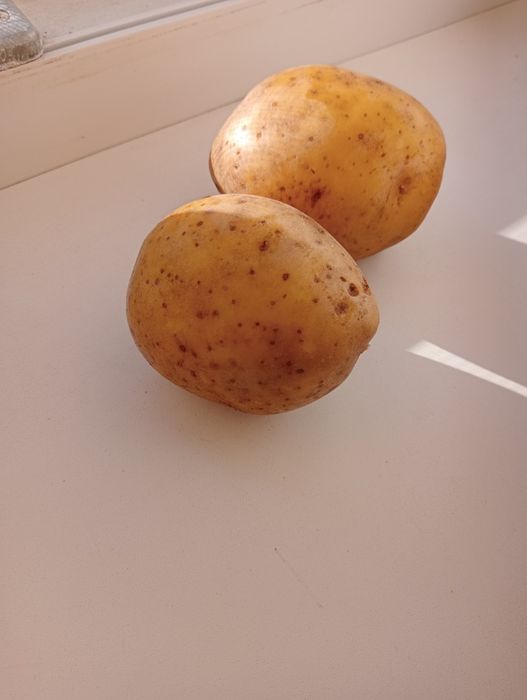 Картофель дачный для еды