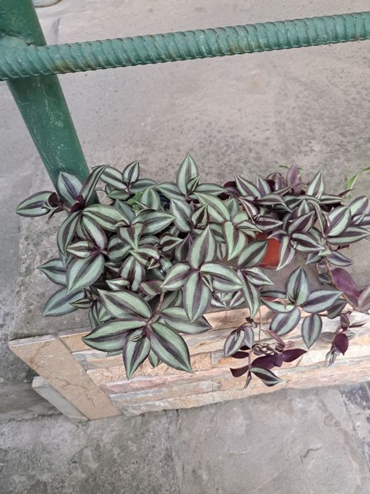 Цветок комнатный