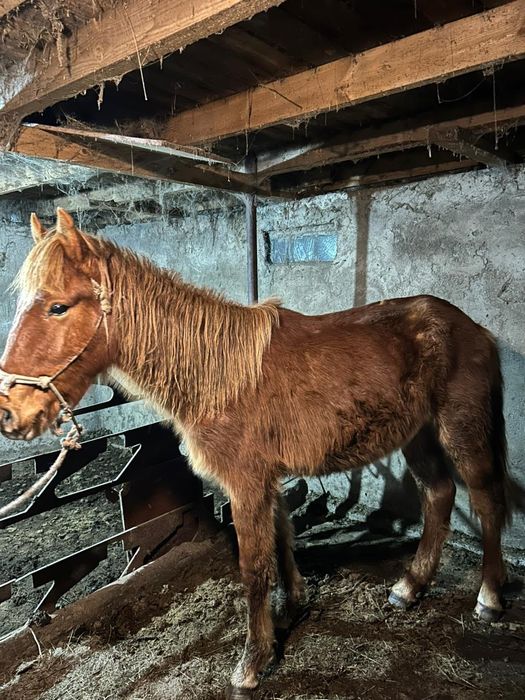 Кунан 2год будет