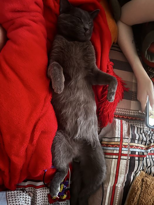 Отдам кота в добрые руки!