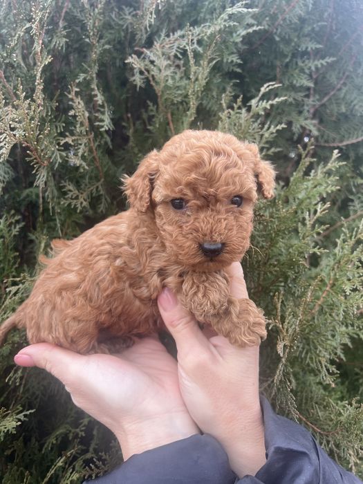 Мини пудел мини пудел