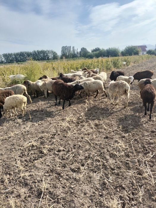 Қой ешкі тоқты сатылады