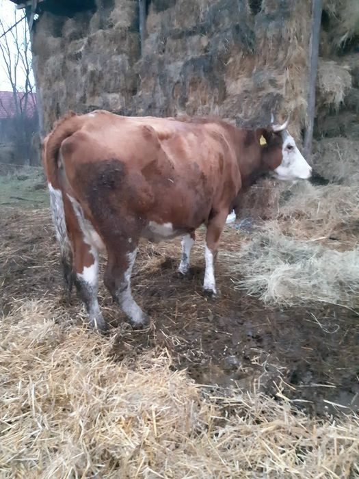 Vând sau schimb o vaca de 3 ani jumate