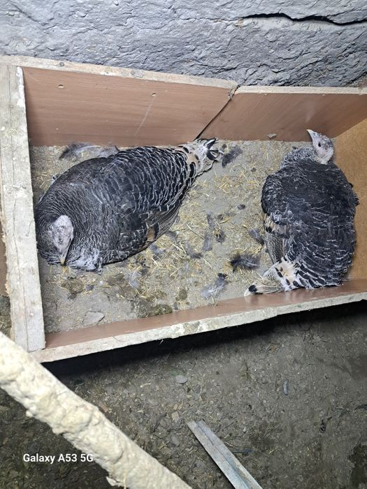 Damshni kurka 2 kundan beri yotibti