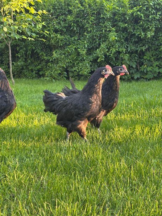 Cocoși Australorp