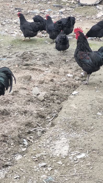 Австролорп руминский уругланган тхумлари