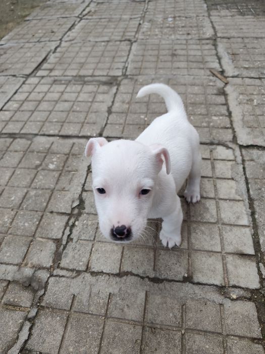 Джак Ръсел Териер