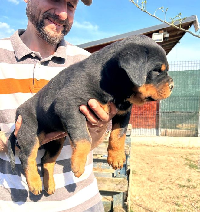 Pui Rottweiler cu pedigree