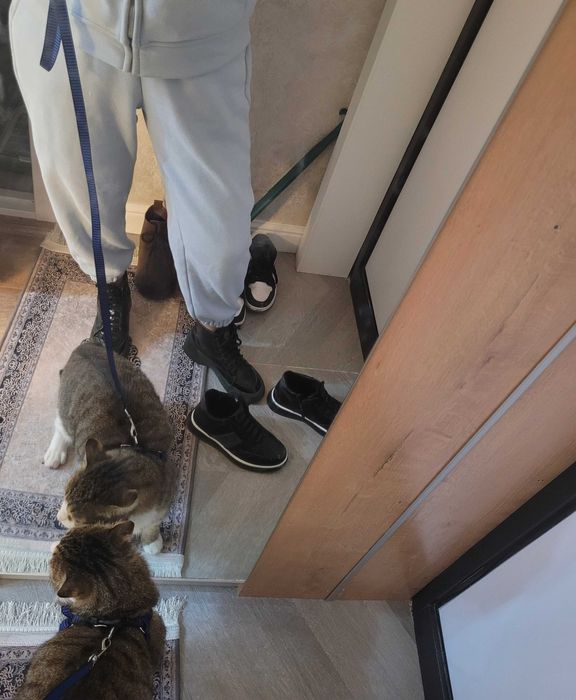 Отдам кота в хорошие добрые руки