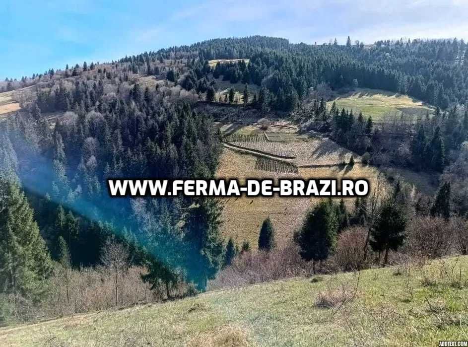 Pachet 1000 buc. puieti Infiintare Plantatie Pomi Craciun-10 specii